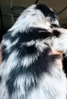 Nala, a female Australian Shepherd for sale in Blacksburg, SC – 6 of 6
