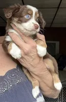 Kee, a male Toy Australian Shepherd for sale in Blacksburg, SC – 3 of 7
