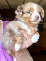 Roo, a male Toy Australian Shepherd for sale in Blacksburg, SC – 4 of 9