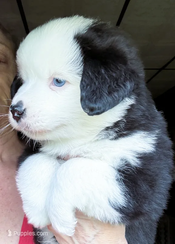 Hemi – Miniature Australian Shepherd puppy for sale in Blacksburg, SC