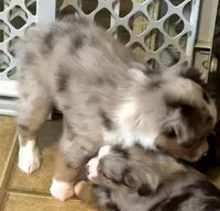 Beck, a male Miniature Australian Shepherd for sale in Blacksburg, SC – 4 of 4
