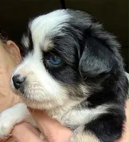 Kaya, a female Toy Australian Shepherd for sale in Blacksburg, SC – 3 of 8