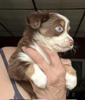 Kee, a male Toy Australian Shepherd for sale in Blacksburg, SC – 6 of 7