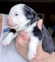 Hemi, a male Miniature Australian Shepherd for sale in Blacksburg, SC – 1 of 1