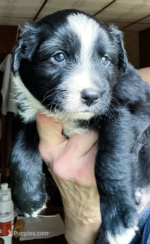 Jax – Australian Shepherd puppy for sale in Blacksburg, SC