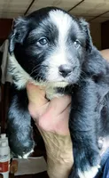 Jax, a male Australian Shepherd for sale in Blacksburg, SC – 1 of 2