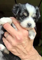 Kaya, a female Toy Australian Shepherd for sale in Blacksburg, SC – 5 of 8