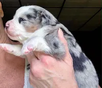 Hero, a male Miniature Australian Shepherd for sale in Blacksburg, SC – 5 of 9