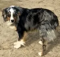 Mushko, a male Miniature Australian Shepherd for sale in Blacksburg, SC – 2 of 4