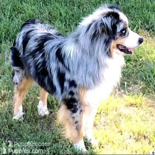 Liam, a male Miniature Australian Shepherd for sale in Blacksburg, SC – Photo 5 of 6