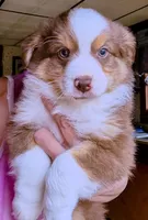 Liam, a male Miniature Australian Shepherd for sale in Blacksburg, SC – Photo 2 of 6