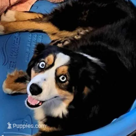 Liam, a male Miniature Australian Shepherd for sale in Blacksburg, SC – Photo 6 of 6