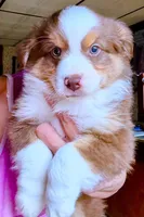Liam, a male Miniature Australian Shepherd for sale in Blacksburg, SC – Photo 1 of 6