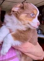 Liam, a male Miniature Australian Shepherd for sale in Blacksburg, SC – Photo 4 of 6