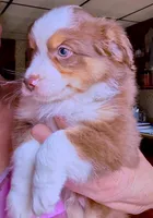 Liam, a male Miniature Australian Shepherd for sale in Blacksburg, SC – Photo 3 of 6