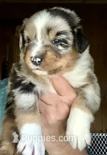 Willis – Miniature Australian Shepherd puppy for sale in Blacksburg, SC