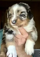 Willis, a male Miniature Australian Shepherd for sale in Blacksburg, SC – 1 of 9