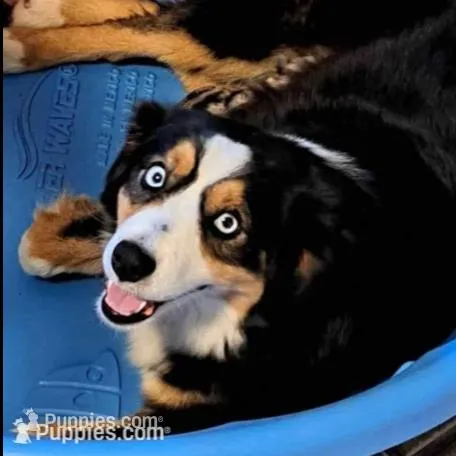 Libby, a female Miniature Australian Shepherd for sale in Blacksburg, SC – Photo 5 of 5