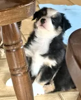Libby, a female Miniature Australian Shepherd for sale in Blacksburg, SC – Photo 3 of 5