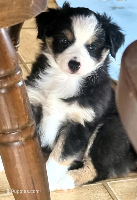Libby – Miniature Australian Shepherd puppy for sale in Blacksburg, SC