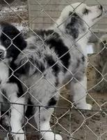 Jandee, a female Australian Shepherd for sale in Blacksburg, SC – 5 of 5