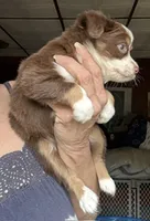 Kee, a male Toy Australian Shepherd for sale in Blacksburg, SC – 7 of 7