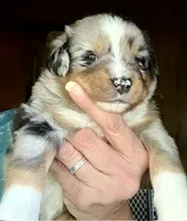 Willis, a male Miniature Australian Shepherd for sale in Blacksburg, SC – 2 of 9