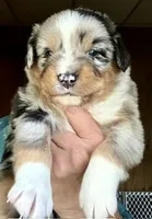 Willis, a male Miniature Australian Shepherd for sale in Blacksburg, SC – 4 of 9