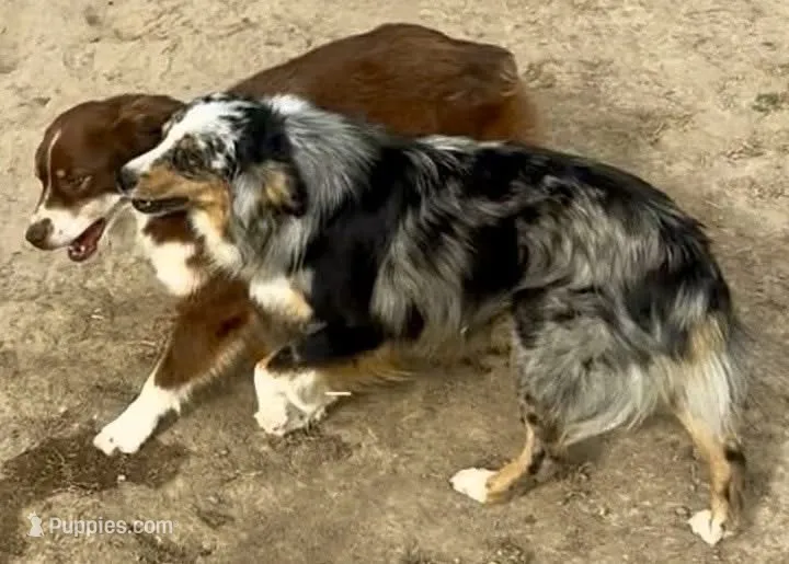 Mushko – Miniature Australian Shepherd puppy for sale in Blacksburg, SC