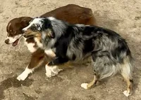 Mushko, a male Miniature Australian Shepherd for sale in Blacksburg, SC – 1 of 4