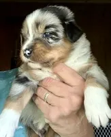 Willis, a male Miniature Australian Shepherd for sale in Blacksburg, SC – 5 of 9