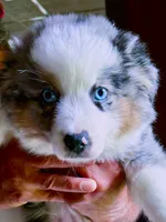 Hero, a male Toy Australian Shepherd for sale in Blacksburg, SC – 3 of 7