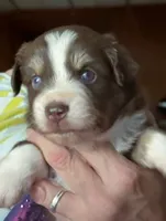 Caia, a female Miniature Australian Shepherd for sale in Blacksburg, SC – 4 of 4