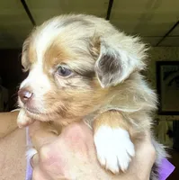 Roo, a male Toy Australian Shepherd for sale in Blacksburg, SC – 6 of 9