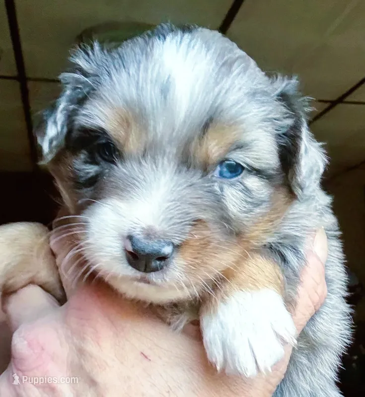 Nova – Australian Shepherd puppy for sale in Blacksburg, SC