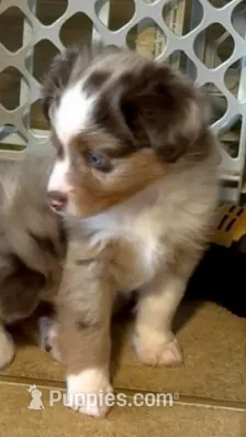 Beck – Miniature Australian Shepherd puppy for sale in Blacksburg, SC