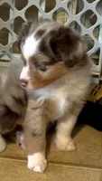Beck, a male Miniature Australian Shepherd for sale in Blacksburg, SC – 1 of 4
