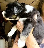 Jimbo, a male Australian Shepherd for sale in Blacksburg, SC – 2 of 3