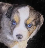 Luke, a male Miniature Australian Shepherd for sale in Blacksburg, SC – Photo 1 of 9