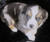 Luke, a male Miniature Australian Shepherd for sale in Blacksburg, SC – Photo 2 of 9