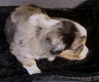 Luke, a male Miniature Australian Shepherd for sale in Blacksburg, SC – Photo 4 of 9