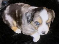 Luke, a male Miniature Australian Shepherd for sale in Blacksburg, SC – Photo 3 of 9