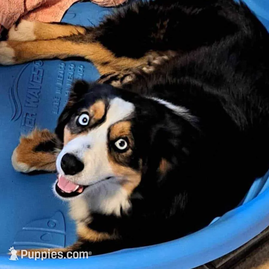 Luke, a male Miniature Australian Shepherd for sale in Blacksburg, SC – Photo 9 of 9
