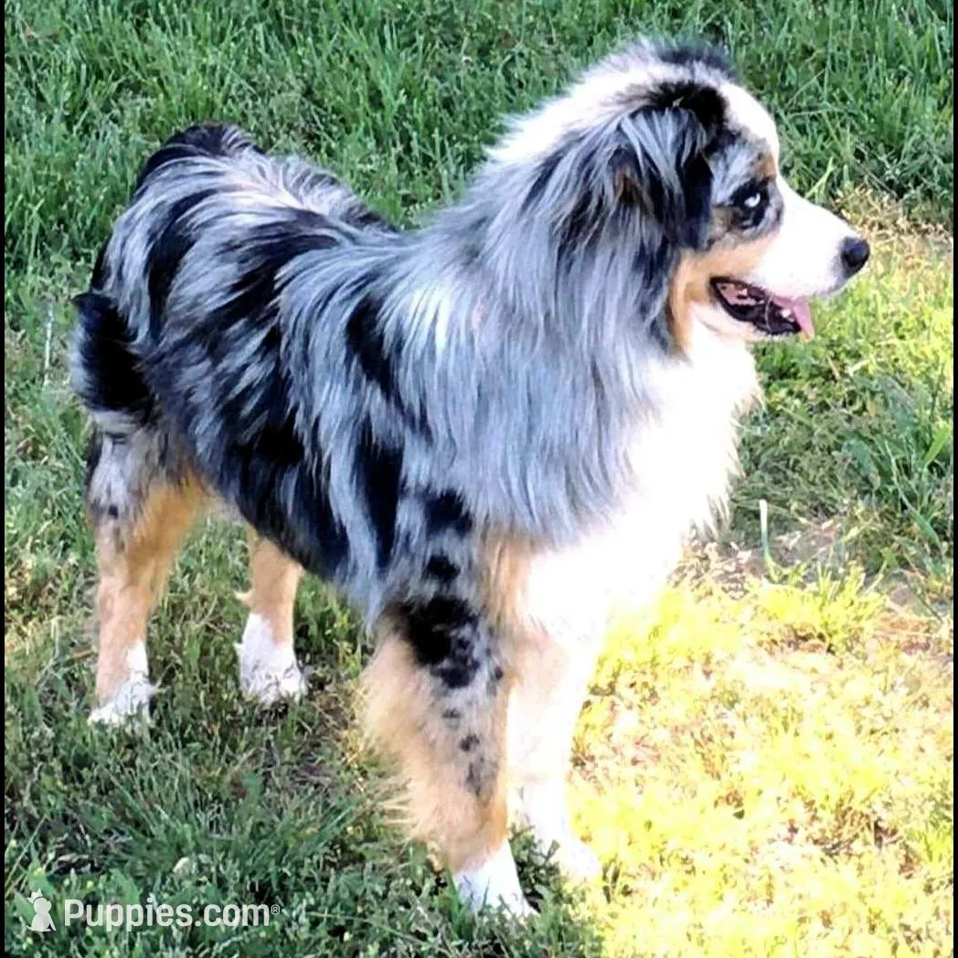 Luke, a male Miniature Australian Shepherd for sale in Blacksburg, SC – Photo 8 of 9