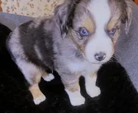 Luke, a male Miniature Australian Shepherd for sale in Blacksburg, SC – Photo 7 of 9