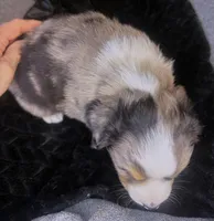 Luke, a male Miniature Australian Shepherd for sale in Blacksburg, SC – Photo 6 of 9