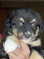 Wynne, a female Miniature Australian Shepherd for sale in Blacksburg, SC – 3 of 7