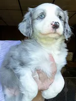 Juno, a female Australian Shepherd for sale in Blacksburg, SC – 2 of 7