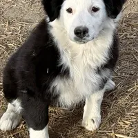 Luna, a female Miniature Australian Shepherd for sale in Blacksburg, SC – Photo 7 of 7