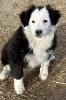 Luna, a female Australian Shepherd for sale in Blacksburg, SC – Photo 7 of 7
